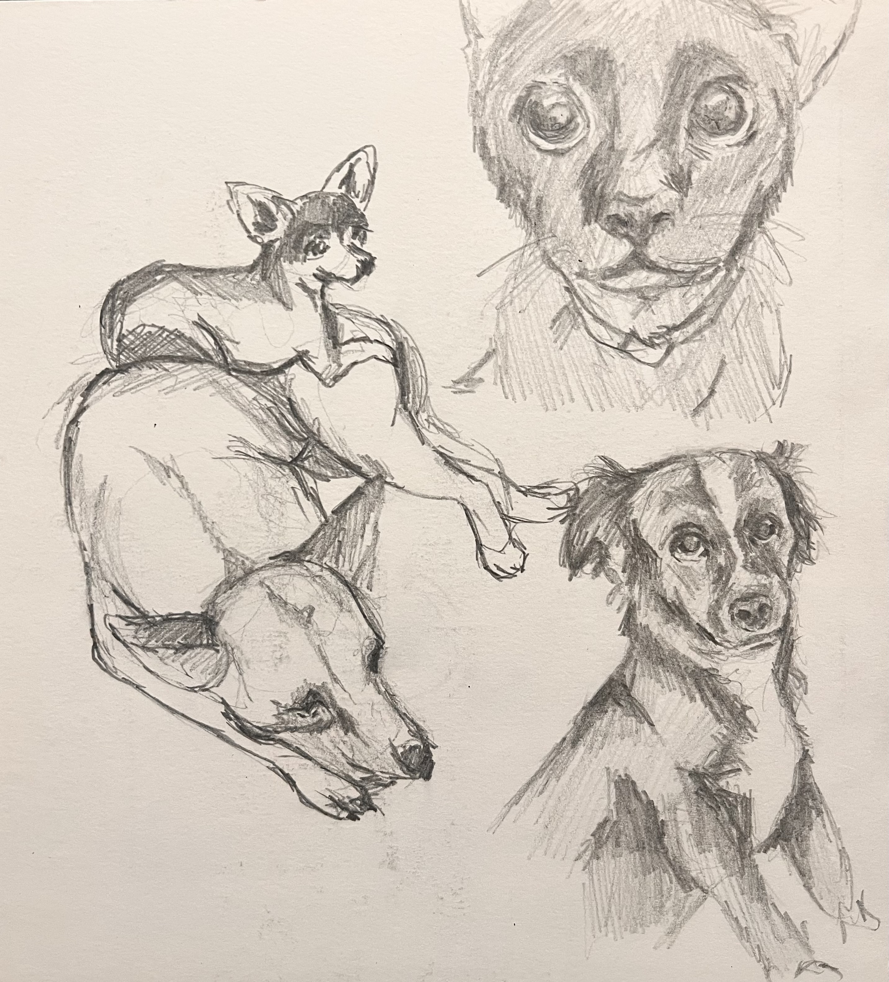 drawing of 3 dogs and 1 cat